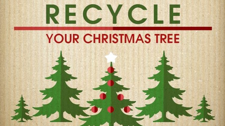 Articles-Christmas-Tree-Recycling-12-27-16-1