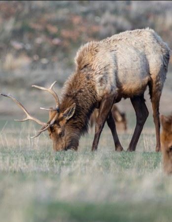 Elk Grazing in Pasture
