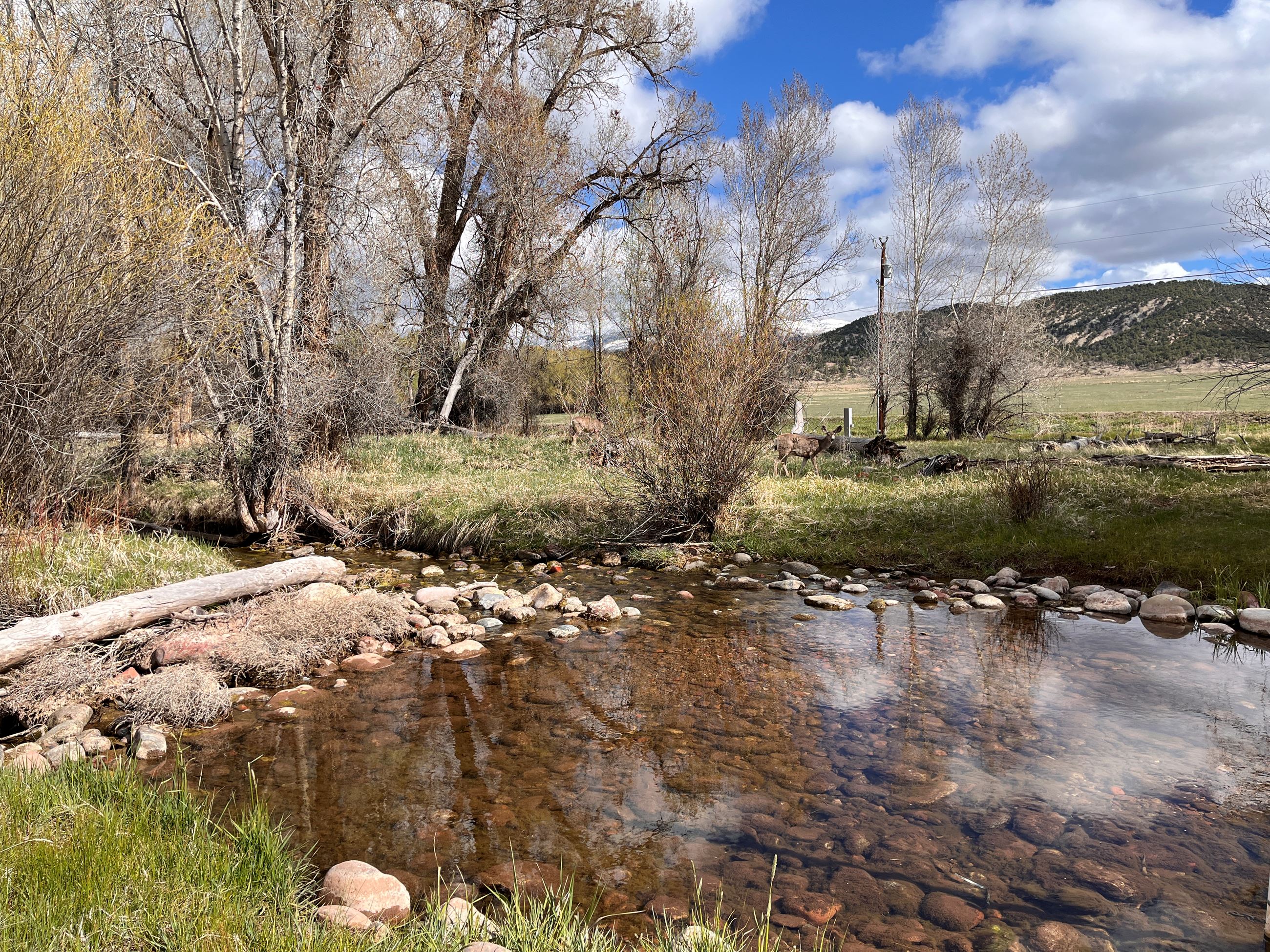 Image of a pond with deer in Eagle