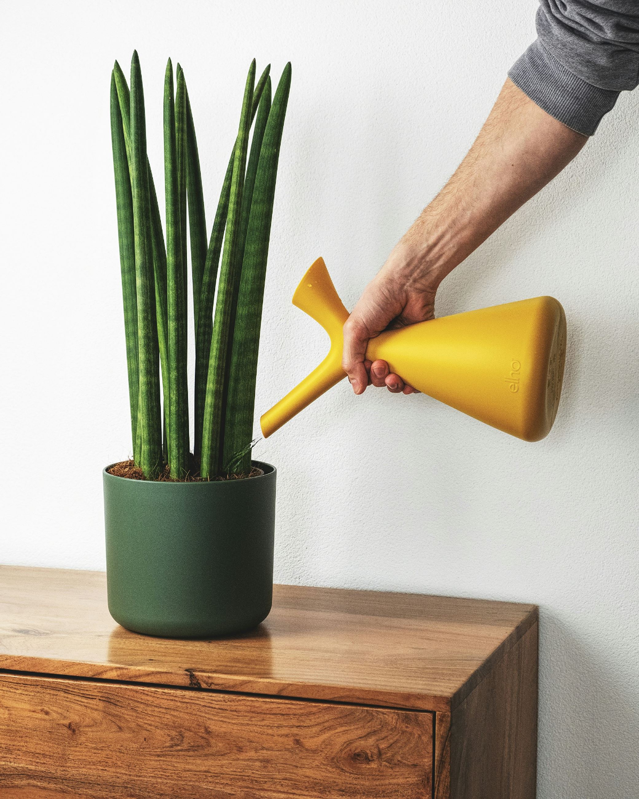 Picture of person watering a plant